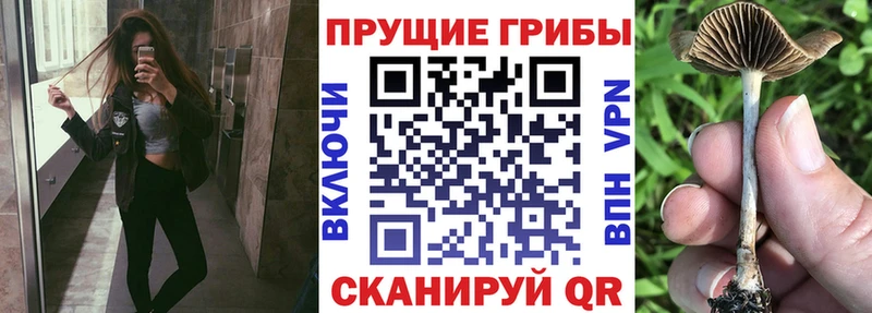 omg вход  Тотьма  Псилоцибиновые грибы Cubensis 